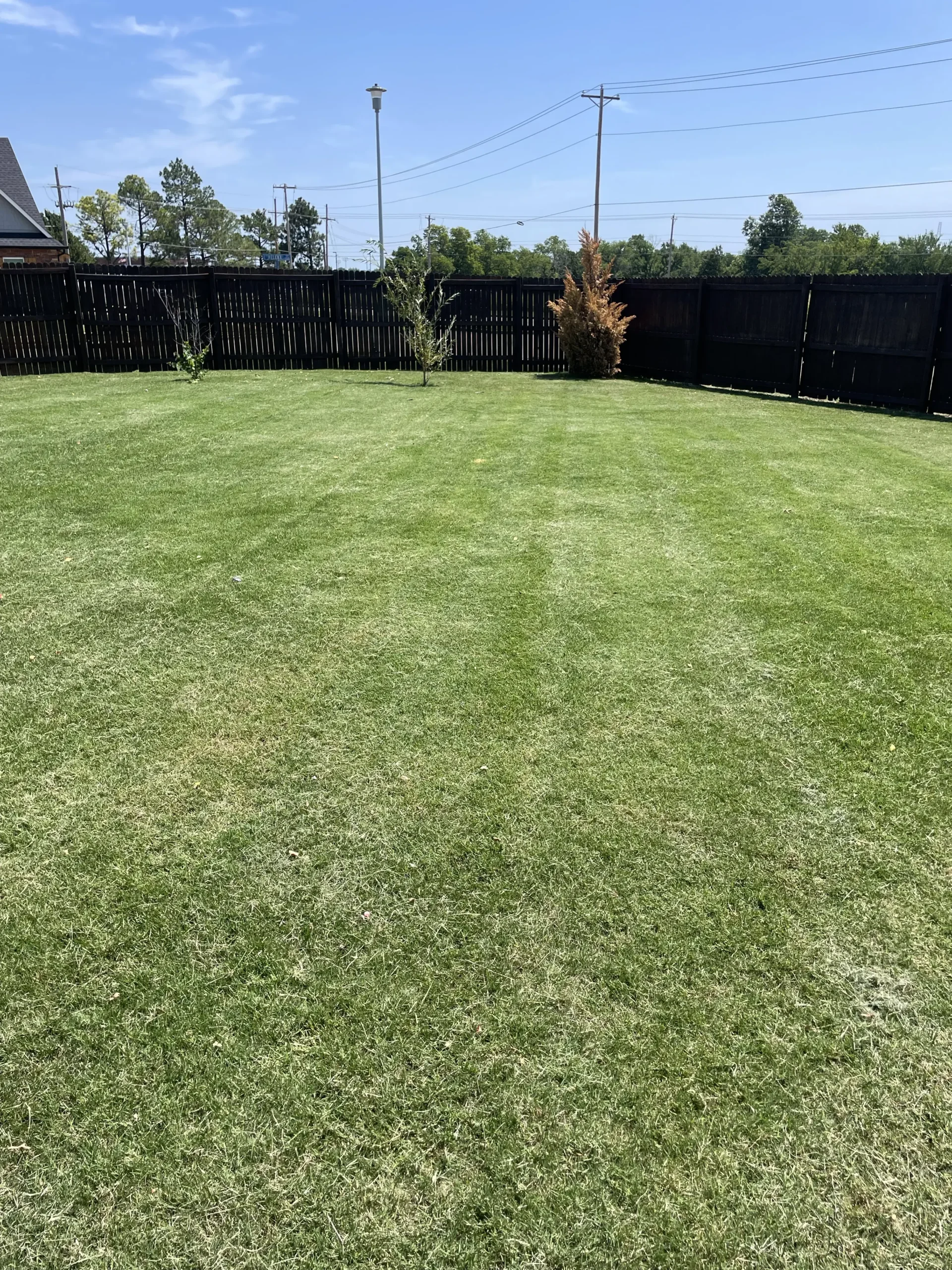 A lush green lawn